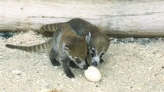 Süße Nasenbär-Zwillinge geboren I Tiergarten Schönbrunn