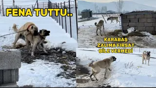 ZALIM ÖNCE BERAZLA BİRBİRİNE GİRDİ. SONRA KARABAŞLA. KÖPEKLER ZALIMA KARŞI CEPHE ALDI