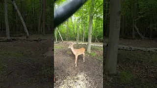 backyard time lapse Monday evening #jimmyandjanice #whitetaildeer #squirrel