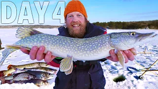 Invasive Species Pike Catch  and Cook | Maine Arctic Blast Survival Challenge Day 4 of 7 Overnight!