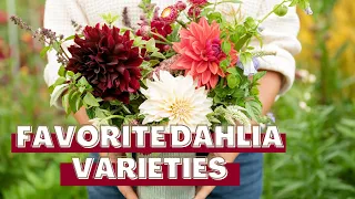 Favorite Dahlia Varieties to Grow For Cut Flowers! A Tour of Our Dahlia Garden