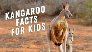 Kangaroo Facts for Kids : You Won't Believe What These Amazing Animals Can Do!