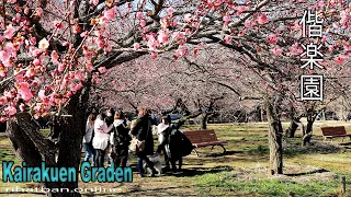 Kairakuen in the early days of the flower blossoms #4k#kairakuen#偕楽園 | Explore Japan