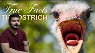 True Facts: The Ostrich (zefrank1) CG Reaction