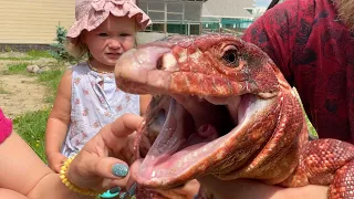 A CHILD WALKS A DINOSAUR / Red tegu's first walk