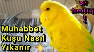 Watch how the budgerigar wash and how to clean the lice.  for watch detailed explanation ..