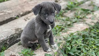 Puppy Abandoned Alone In -8°C Weather, He Was Sad And Crying, I Adopted Him