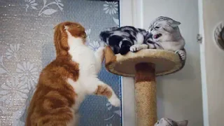 cat couple fight