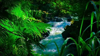 Relaxing Nature Sounds Forest Mountain Stream asmr water for Sleeping, for meditation, and study