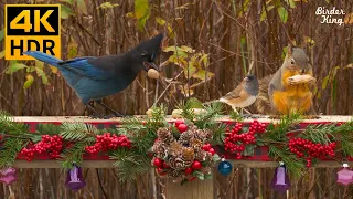 Christmas Cat TV 🎄🐦Beautiful Birds and Squirrels in the Holiday Season - 8 Hours(4K HDR)