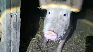 Содержание белых свиней зимой в Сибирь , без теплых стаек.