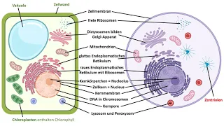 Aufbau der eukaryotischen Zellen, Eukaryoten, tierische Zellen, Pflanzenzellen, pflanzliche Zellen.