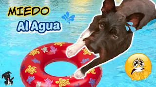 MI PERRO TIENE MIEDO AL AGUA 😓 Os cuento mi Experiencia / Lana