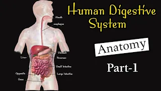 Anatomy of human digestive system I Digestive system I Digestive system class 11