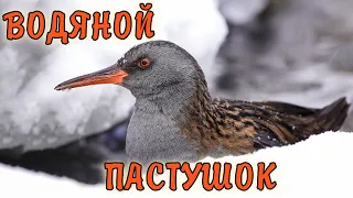 Водяной пастушок из парка Кузьминки