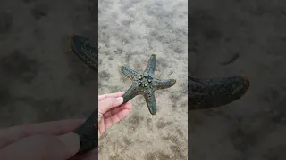 Звездный пляж на Филиппинах | Большое разнообразие морских звёзд