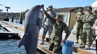 US Navy dolphins to help save endangered species