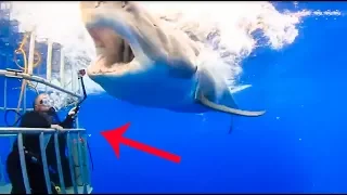 Diver pushes away a great white shark with his hand