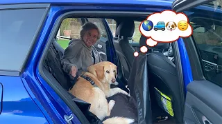 Como transportar un perro en coche