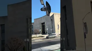 Catching New York Pigeons