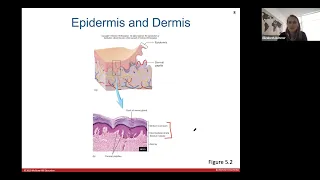 Ch. 5 - Integumentary System