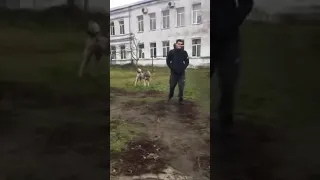 Покусал волкособ но без крови