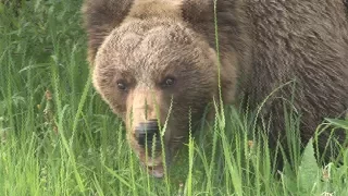 Medvedica sa potuluje blízko Pribyliny
