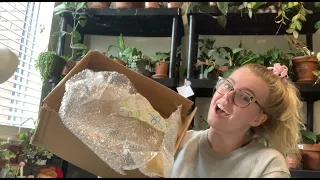 RARE House Plant Unboxing! Rare Philodendron and Rare Hoya! Open Plant Mail With Me :)