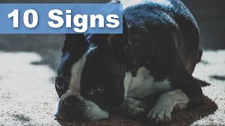 How to Tell If Your Boston Terrier Is In Pain (10 Signs)