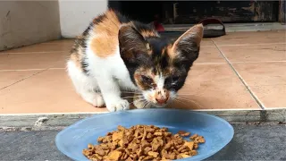 Rescue Abandoned Kitten That Followed Me Home & Brought Her In - Anak Kucing Lucu, Cats Meowing