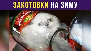 Приколы. ЗаКОТовки на зиму | Мемозг #106