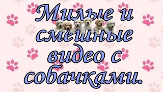 Милые и Смешные Видео с Собаками 👀 СМЕШНЫЕ СОБАКИ 2021 Приколы про собак Собаки Funny Dogs 犬 犬について