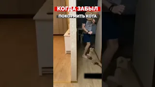 Когда забыл покормить кота #shorts