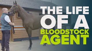 LIFE OF A BLOODSTOCK AGENT | Will Douglass | Tattersalls