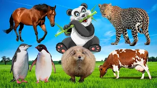 Best Animal Sound! Wild Animal Sounds: Frog Zebra Guse Fox Monkey Butterfly Elephant  Dog Turtle Owl