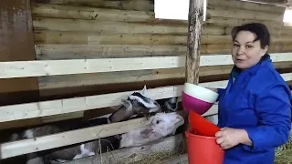 Запуск коз и их окоты. Как сделать, чтобы молоко ушло и коза отдохнула перед родами