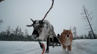 Visiting an Authentic Reindeer Farm in Rovaniemi