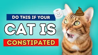 Is Your Cat Blocked or Constipated?