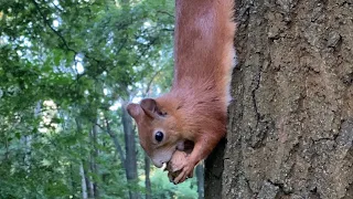 Белка грызёт грецкий орех в скорлупе. A squirrel is gnawing an inshell walnut.