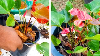 What is the Best Potting Mix for Anthurium ? Anthurium Care Tips | Learn Gardening