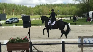 Queenparks Wendy international CDI3 Grand Prix debut with Andreas Helgstrand. Placed 2nd 72,739%