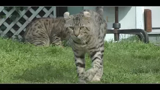 Lynx Hybrid - Big Cat Goliath - Exotic Rare Cats