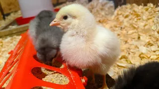 Baby Chicks - Beginner's Guide