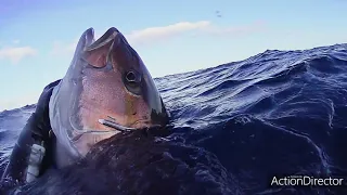 Pesca Submarina - MEDREGAL (Ricciola, Pez Limón, Amberjack. Seriola.) ♥️🔱🤿 Spearfishing.💦