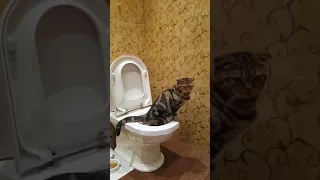 Кот ходит в унитаз благодаря City Kity. Научился за неделю |The cat is going to the toilet by itself