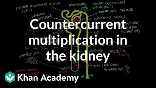 Countercurrent multiplication in the kidney | Renal system physiology | NCLEX-RN | Khan Academy