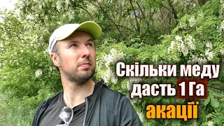 Медозбір з акації. Скільки меду дає акація?