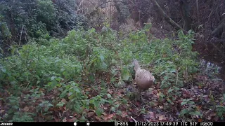 Fagiane nell'Agro Romano (Phasianus colchicus) - Fototrappolaggio naturalistico