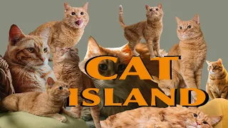 AOSHIMA – THE CAT ISLAND IN JAPAN [CC]