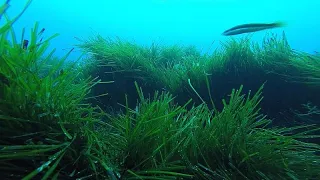 Защита морей и океанов: подводная реставрация спасёт экосистемы?